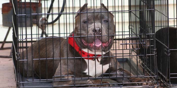 dog crate for pitbull