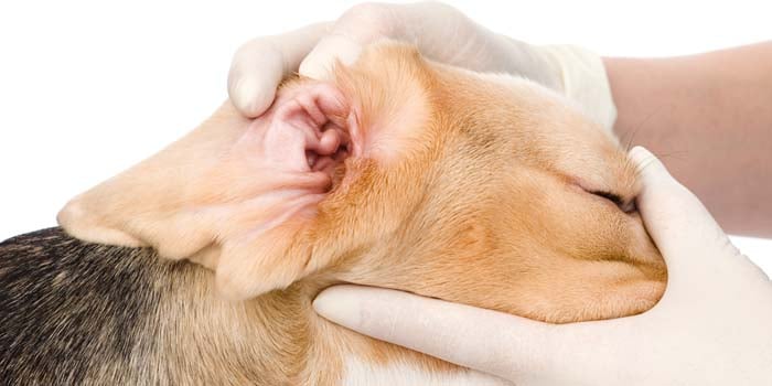 How To Clean Dog Ears