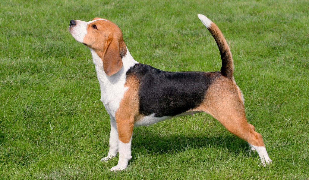 Beagle Breed Profile Top Dog Tips Beagle Breed Profile Top Dog Tips