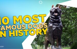 10 Most Famous Dogs in History 10 Most Famous Dogs in History