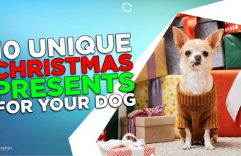 10 Unique Christmas Presents for Your Dog 10 Unique Christmas Presents for Your Dog