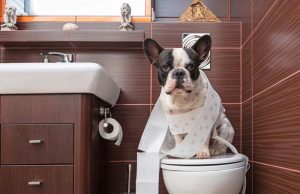 3 Essential Tips on Toilet Training for Dogs Essential Tips on Toilet Training for Dogs