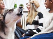 How to Stop Dog Barking with Command Training How to Stop Dog Barking with Command Training