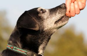 3 Reasons FOR Adopting Older Preloved Dogs Reasons FOR Adopting Older Preloved Dogs