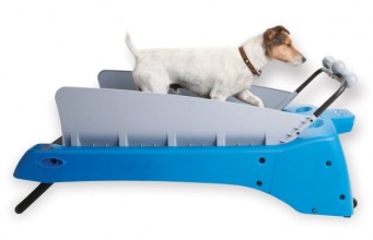 Best Dog Treadmill Reviews: Top 3 DogTreads Best Dog Treadmill Reviews