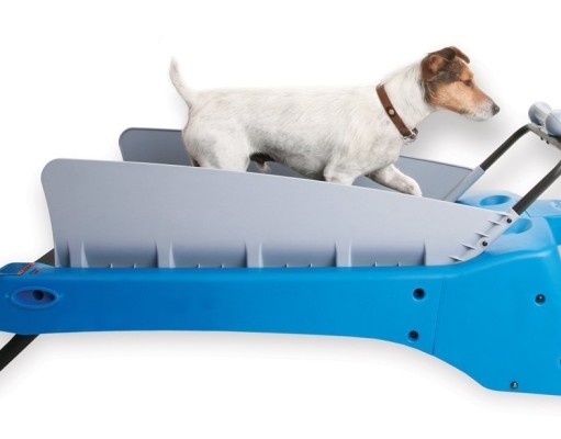 Best Dog Treadmill Reviews: Top 3 DogTreads Best Dog Treadmill Reviews