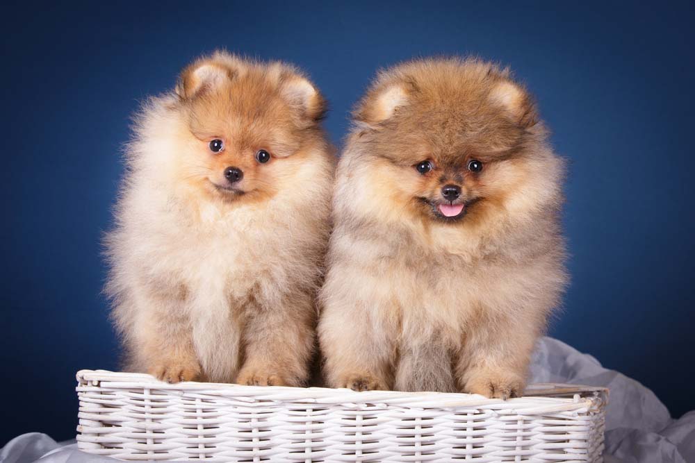 Top 10 Cute Dog Breeds You Can't Resist – Top Dog Tips