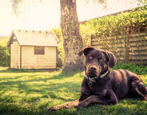 20 Best Dog Houses (Outdoors and Indoors) Top Best Dog Houses for Outdoors and Indoors