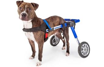 Top 5: Best Dog Wheelchair for Dogs’ Rehabilitation Top Best Dog Wheelchair for Dogs Rehabilitation Reviews