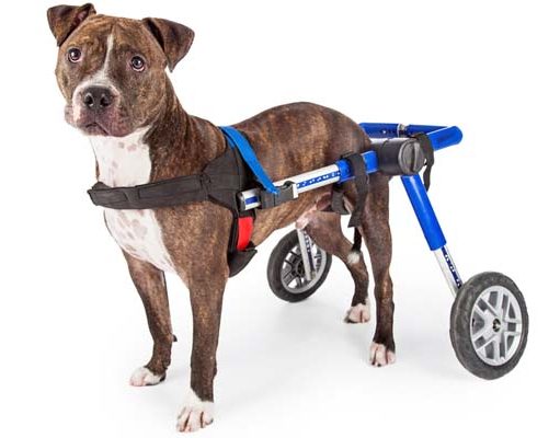 Top 5: Best Dog Wheelchair for Dogs’ Rehabilitation Top Best Dog Wheelchair for Dogs Rehabilitation Reviews