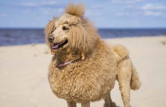 Top 5 Best Dogs for Allergies Top Best Dogs for Allergies