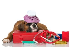 17 Essential Items to Have in Your First Aid Kit for Dogs Essential Items to Have in Your First Aid Kit for Dogs