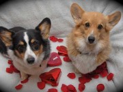 Americans Spending $700+ Million on Pets for Valentine’s, New Study Says Americans Spending $700+ Million on Pets for Valentine's, New Study Says