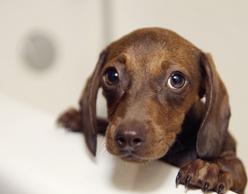 Dog Bathing Tips: How to Give a Dog a Bath Dog Bathing Tips - How to Give a Dog a Bath