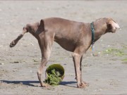 How to Housebreak a Puppy Effectively Effective Ways of How to Housebreak a Puppy