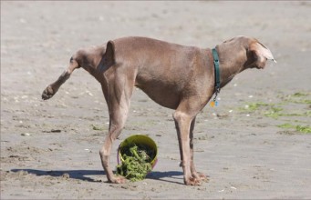 How to Housebreak a Puppy Effectively Effective Ways of How to Housebreak a Puppy