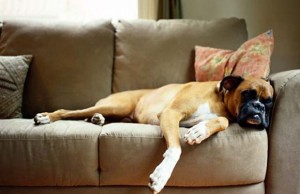 How to Keep Dogs Off Furniture for FREE How to Keep Dogs Off Furniture for FREE featured image