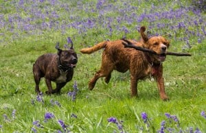 10 Ways Dog Owners Can Go Green and Eco-Friendly Ways Dog Owners Can Go Green and Eco-Friendly