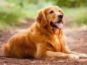 3000th Golden Retriever Enrolled in First-of-its-Kind Study 3000th Golden Retriever Enrolled in First-of-its-Kind Study
