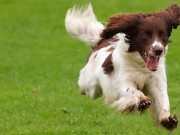 3D Print Knee Implants Being Made for Thousands of Dogs 3D Print Knee Implants Being Made for Thousands of Dogs