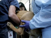 57 Dogs Rescued From a Meat Market in South Korea 57 Dogs Rescued From a Meat Market in Korea