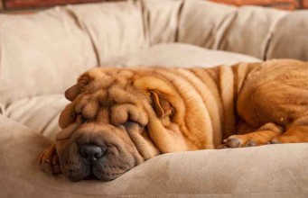 2016 Top 5 Best Couches for Dogs Best Couches for Dogs