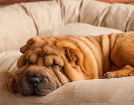 2016 Top 5 Best Couches for Dogs Best Couches for Dogs