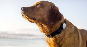 What Are Dog GPS Collars and Trackers?