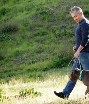 11 Best Dog Whisperer Tips From Cesar Millan Top Dog Tips