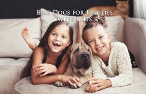 Kid-Friendly Canines: The Best 16 Dog Breeds for Families with Kids Best Dogs for Families with Kids