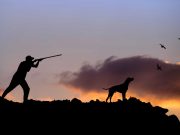 30 Best Hunting Dogs for All Types of Game Best Hunting Dogs for All Types of Game Hunting