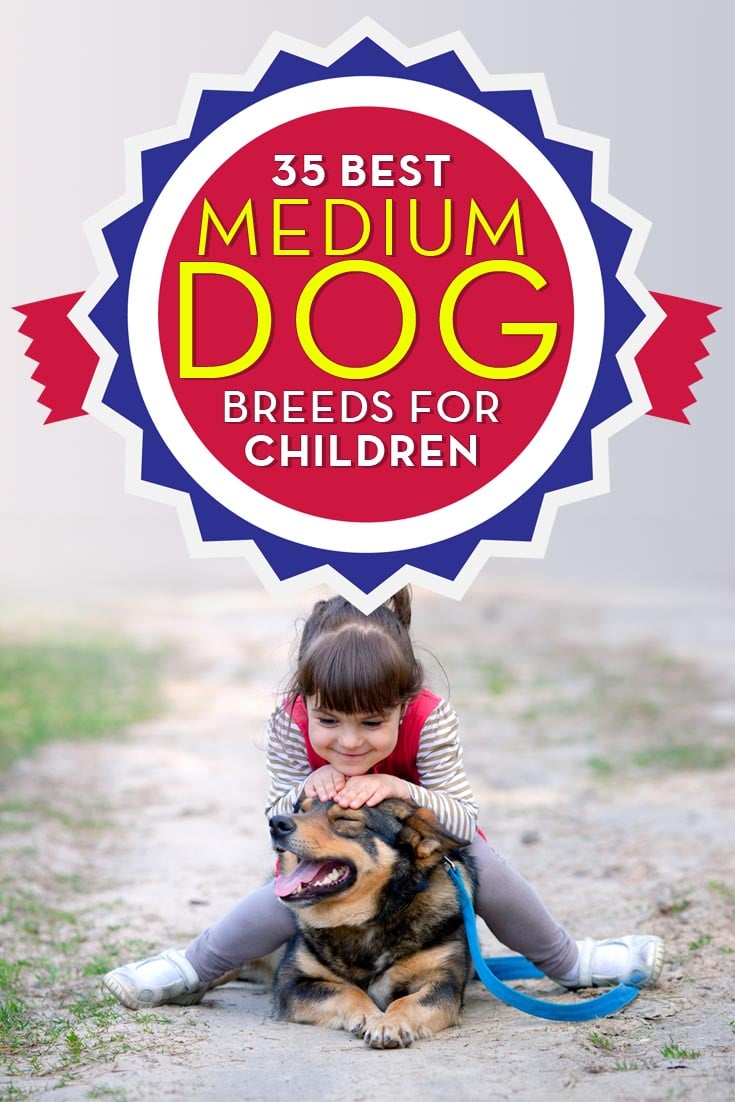 best medium dogs for kids