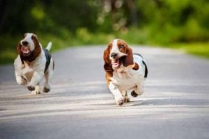 Funny dog breed; Running Basset Hound with flopping ears