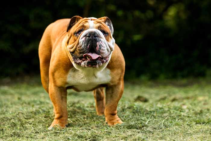 Best Small Dogs for Kids Bulldog