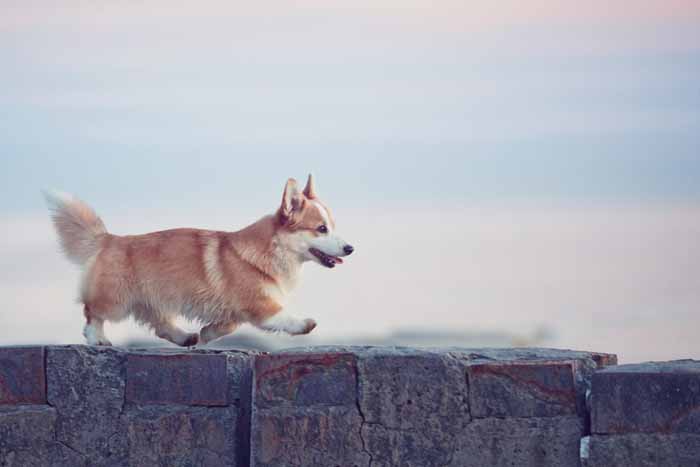 Best Small Dogs for Kids Pembroke Welsh Corgis