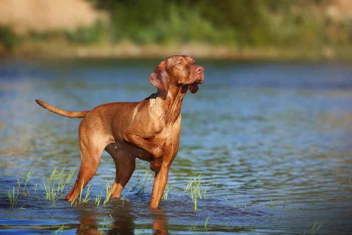 Best Small Dogs for Kids Vizsla