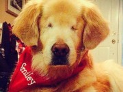 Blind Golden Retriever Lands Unbelievable Job Blind Golden Retriever Lands Unbelievable Job