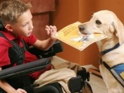 Canada Proposing Dog “Driver’s License” to Stop False Service Dogs Canada Proposing Dog “Driver’s License” to Stop False Service Dogs