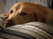 Chicago Seeing a Rise in Dog Flu Cases Chicago Seeing a Rise in Dog Flu Cases