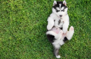 Do Dogs Have Belly Buttons? Do Dogs Have Belly Buttons