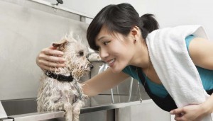 Do You Tip Dog Groomers? Why and How Much? – Top Dog Tips