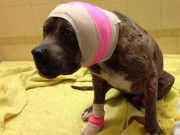 Dog Fighting Ring Suspected in Denver Dog Fighting Ring Suspected in Denver