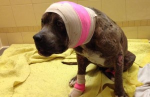 Dog Fighting Ring Suspected in Denver Dog Fighting Ring Suspected in Denver