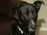 Dog Leads Rescuers to 10 Abandoned Puppies Dog Leads Rescuers to 10 Abandoned Puppies