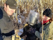 Dog Rescued After Having Plastic Jug on His Head for Three Weeks Dog Rescued After Having Plastic Jug on His Head for Three Weeks
