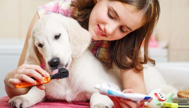 View of Do You Tip Dog Groomers? Why and How Much? - Top Dog Tips