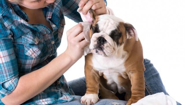 Do You Tip Dog Groomers? Why and How Much? – Top Dog Tips