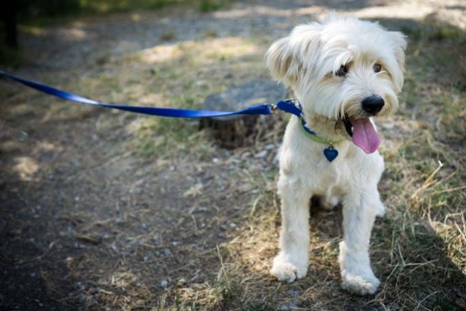 Top Tips on How to Teach a Dog to Walk On a Leash – Top Dog Tips