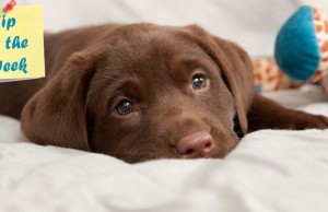 How to Train a Puppy? How to Train a Puppy