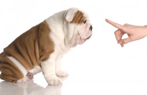 How to Train a Puppy in 3 Simple Steps How to Train a Puppy in 3 Simple Steps